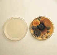 mold and bacteria growing in a petri dish Virginia Beach VA