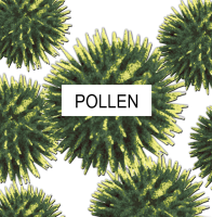 pollen Virginia Beach VA